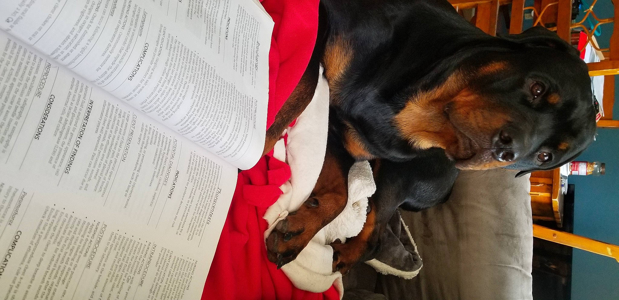 Bear joined the competition — help win amazing prizes! canidae, carmine, carnivore, collar, comfort, companion_dog, dog, dog_breed, ear, fawn, fur, gesture, guard_dog, hound, paw, pinscher, prazsky_krysarik, snout, sporting_group, working_animal