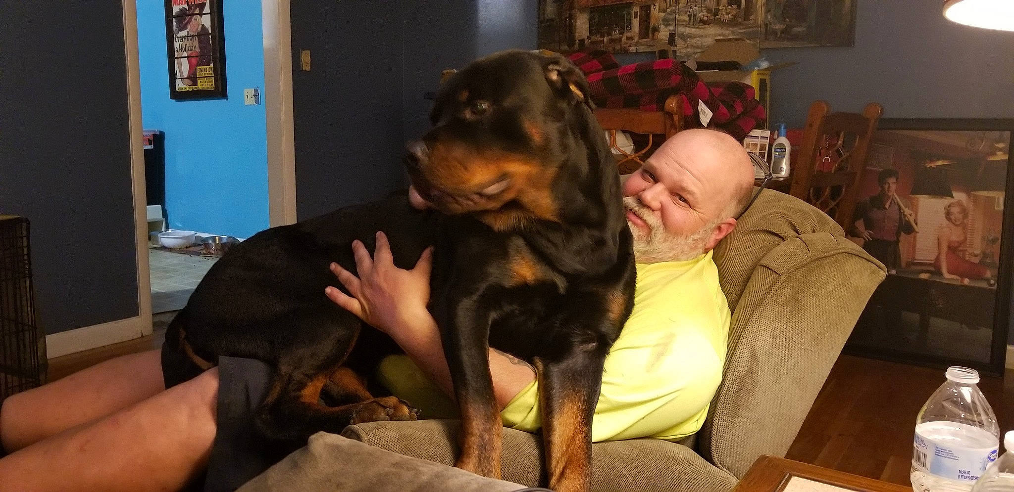 Bear is registered to the contest to win money with this photo: canidae, carnivore, chair, comfort, companion_dog, couch, dog, dog_breed, ear, event, fun, guard_dog, hound, picture_frame, sharing, sitting, snout, sporting_group, working_animal, working_dog