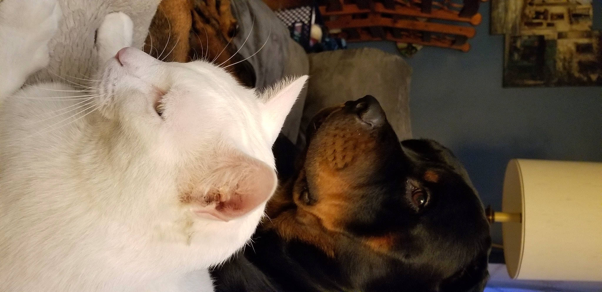 Bear joined the competition — help win amazing prizes! canidae, carnivore, cat, claw, comfort, companion_dog, dog, dog_breed, ear, fawn, felidae, fur, nap, paw, small_to_medium_sized_cats, snout, suidae, terrestrial_animal, toy_dog, whiskers