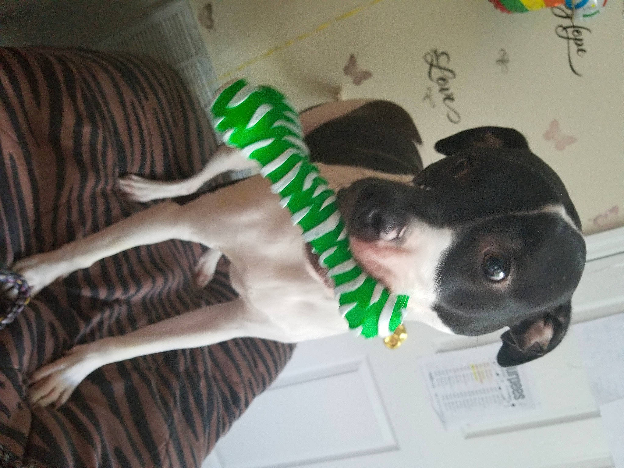 Zeus joined the competition — help win amazing prizes! canidae, carnivore, collar, companion_dog, dog, dog_breed, dog_collar, dog_supply, fawn, fur, jaw, personal_protective_equipment, pet_supply, sleeve, snout, sporting_group, suit, tail, whiskers, working_animal