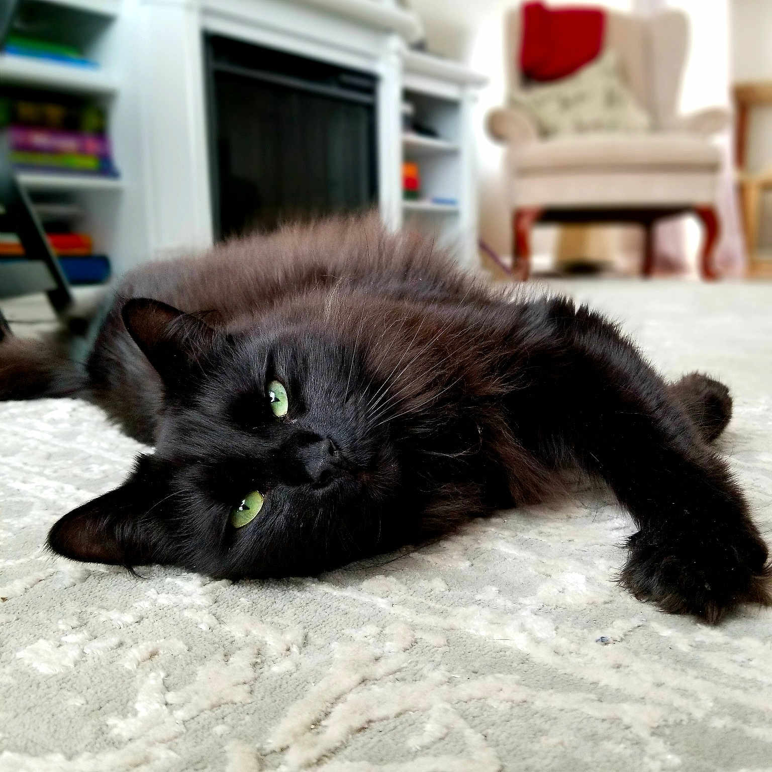 Pili is registered to the contest to win money with this photo: asian, black, black_cat, bombay, carnivore, cat, claw, domestic_long_haired_cat, domestic_short_haired_cat, felidae, fur, kitten, mammal, persian, small_to_medium_sized_cats, tail, whiskers