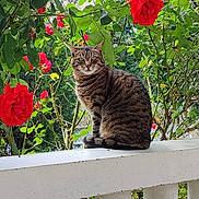 Nana participe au concours pour gagner de l'argent avec cette photo : animal, balcony, cat, curious, daylight, feline, flower, fur, garden, green_leaves, nature, outdoor, peaceful, pet, plants, railing, red_rose, sitting, striped, tabby_cat