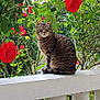 animal, balcony, cat, curious, daylight, feline, flower, fur, garden, green_leaves, nature, outdoor, peaceful, pet, plants, railing, red_rose, sitting, striped, tabby_cat