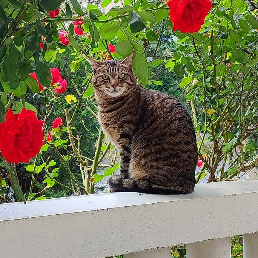 Nana participe au concours pour gagner de l'argent avec cette photo : animal, balcony, cat, curious, daylight, feline, flower, fur, garden, green_leaves, nature, outdoor, peaceful, pet, plants, railing, red_rose, sitting, striped, tabby_cat