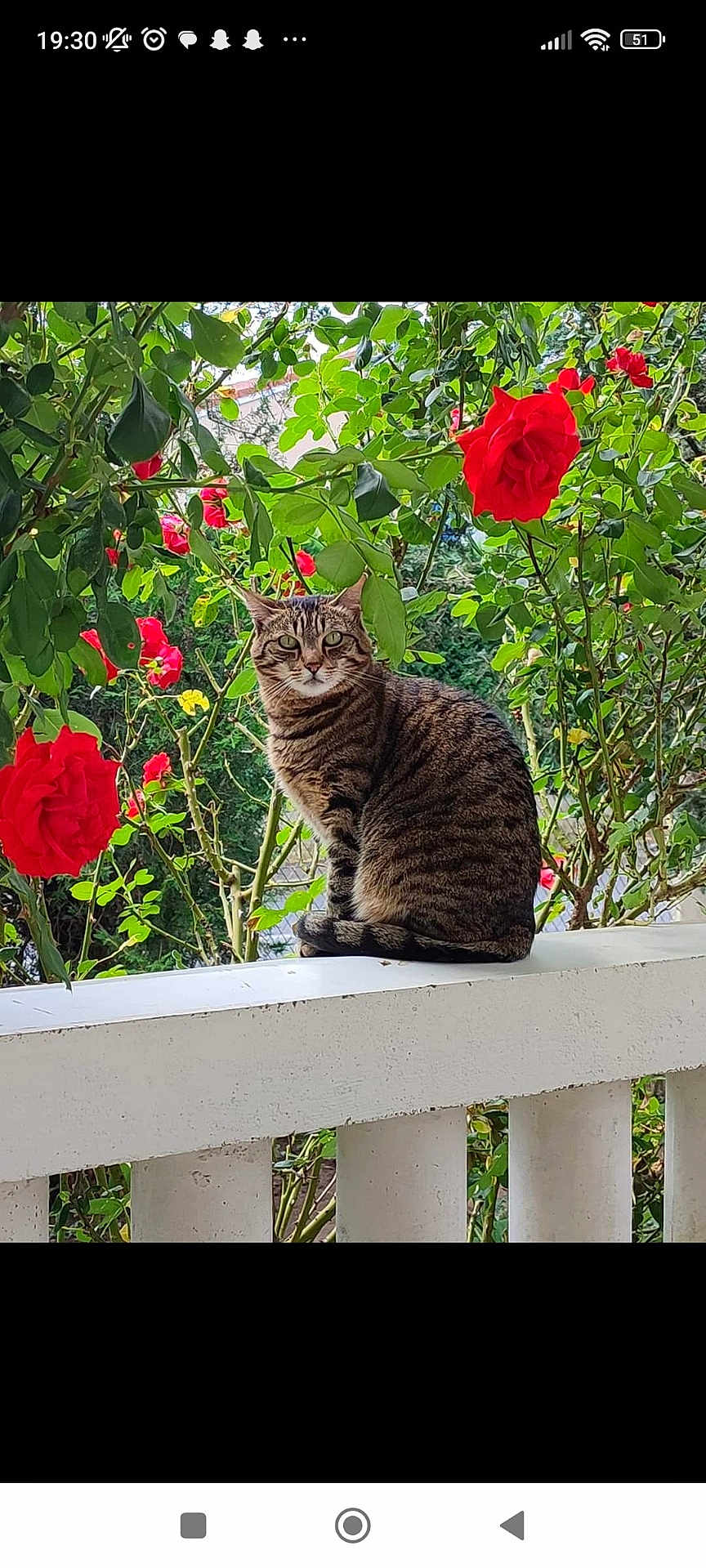 Nana participe au concours pour gagner de l'argent avec cette photo : animal, balcony, cat, curious, daylight, feline, flower, fur, garden, green_leaves, nature, outdoor, peaceful, pet, plants, railing, red_rose, sitting, striped, tabby_cat