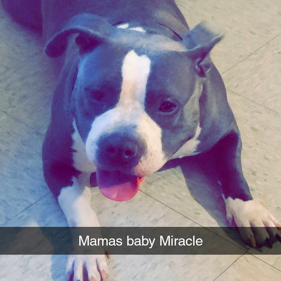 Miracle joined the competition — help win amazing prizes! american_bulldog, american_pit_bull_terrier, american_staffordshire_terrier, bulldog, bully_kutta, canidae, carnivore, dog, dog_breed, fawn, mammal, molosser, non_sporting_group, nose, pit_bull, puppy, rare_breed_dog, snout, staffordshire_bull_terrier, vertebrate