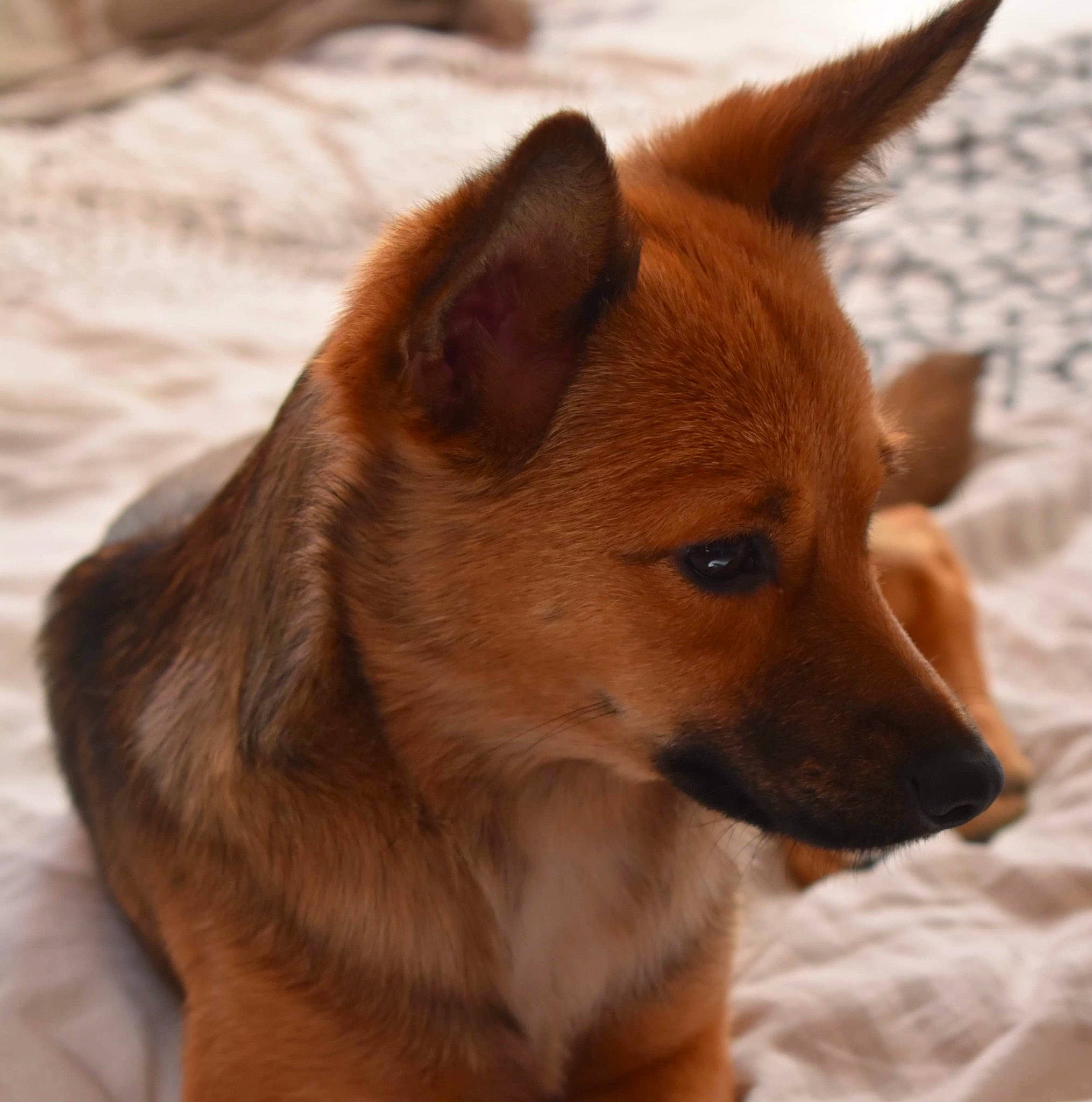 Tsuki a rejoint le concours — aidez-le/la à gagner de superbes lots ! ancient_dog_breeds, canidae, carnivore, collar, companion_dog, corgi_chihuahua, dog, dog_breed, dog_supply, fawn, fur, non_sporting_group, snout, spitz, sporting_group, terrestrial_animal, whiskers, wildlife, wood, working_animal