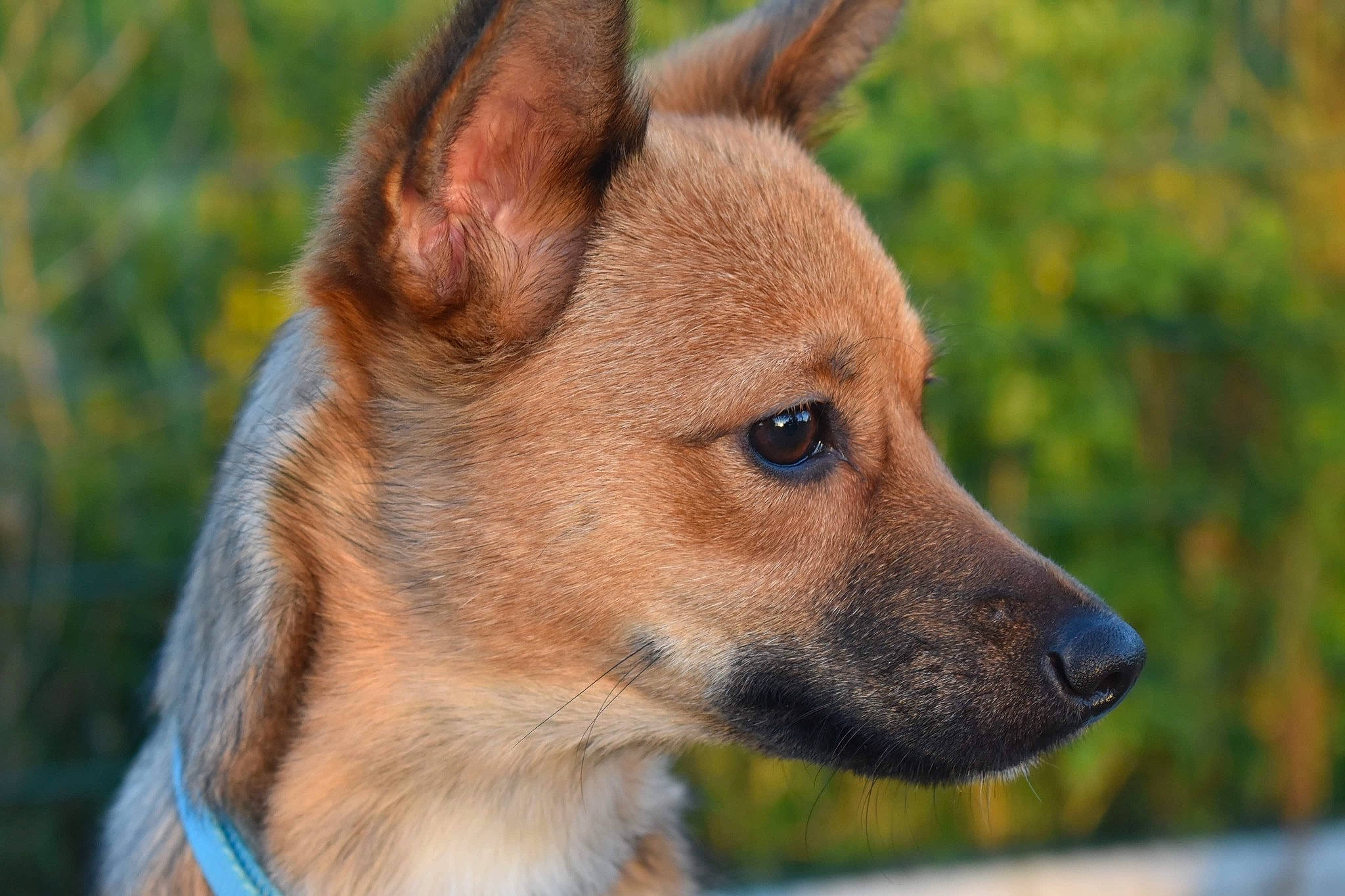 Tsuki a rejoint le concours — aidez-le/la à gagner de superbes lots ! ancient_dog_breeds, canidae, carnivore, close_up, collar, companion_dog, dog, dog_breed, dog_collar, fawn, fur, grass, non_sporting_group, photography, snout, sporting_group, terrestrial_animal, whiskers, wildlife, working_dog