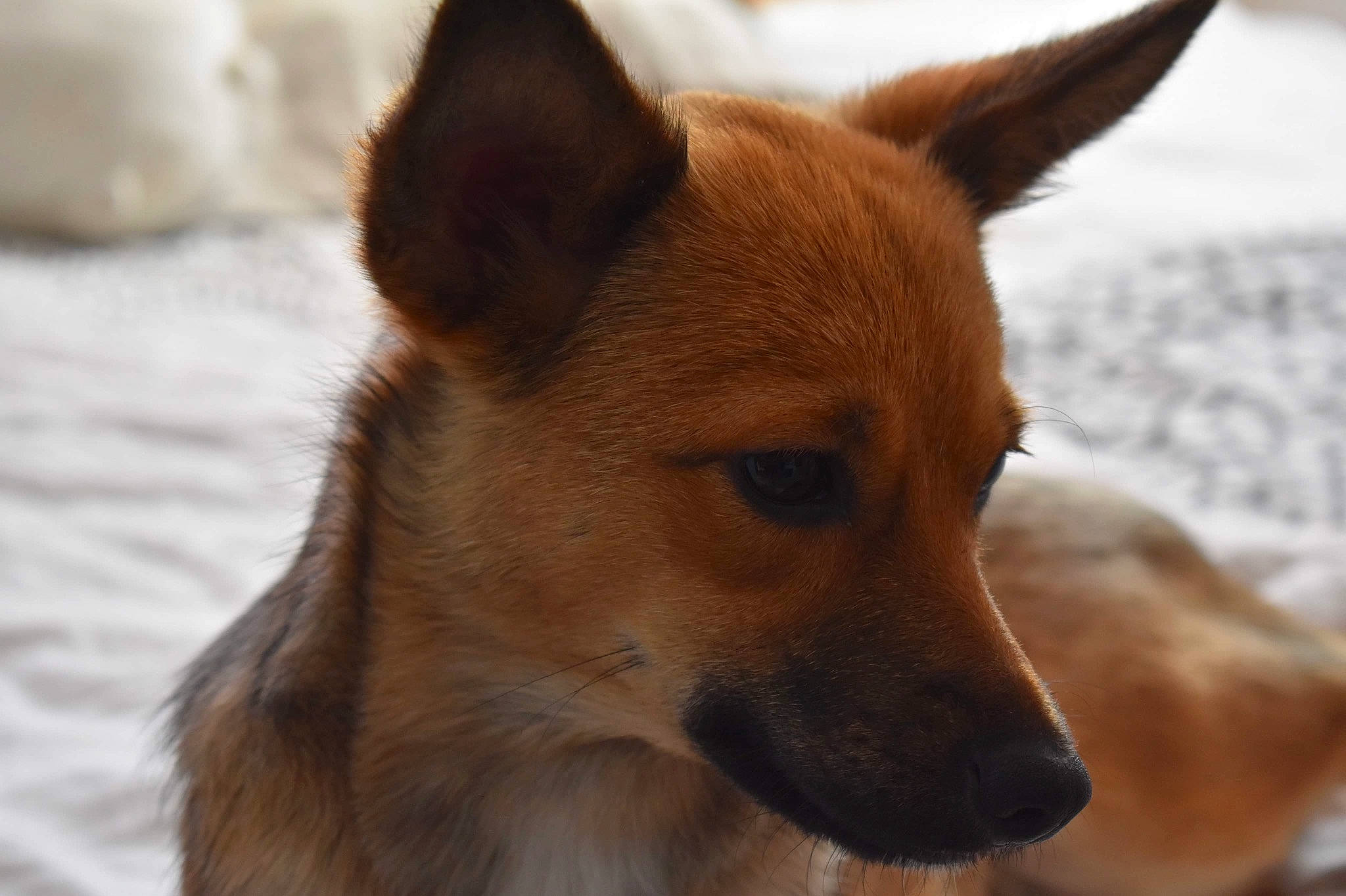 Tsuki a rejoint le concours — aidez-le/la à gagner de superbes lots ! ancient_dog_breeds, canidae, carnivore, companion_dog, dog, dog_breed, fawn, fur, non_sporting_group, snout, snow, sporting_group, terrestrial_animal, whiskers, wildlife, working_animal, working_dog