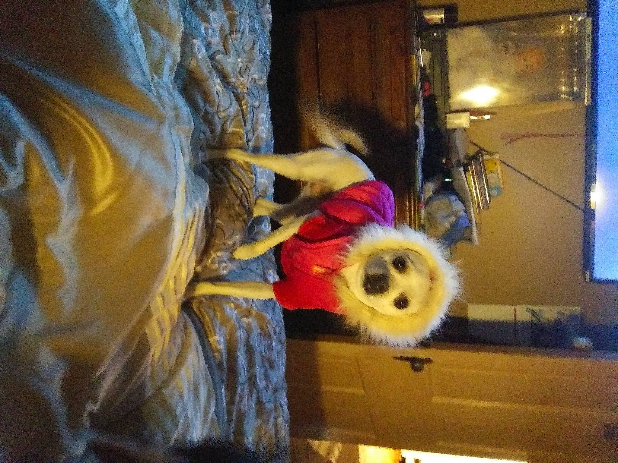 Sadie joined the competition — help win amazing prizes! art, artist, building, electric_blue, entertainment, event, fun, fur, hat, performance_art, performing_arts, plant, room, textile, tire, tree, visual_arts