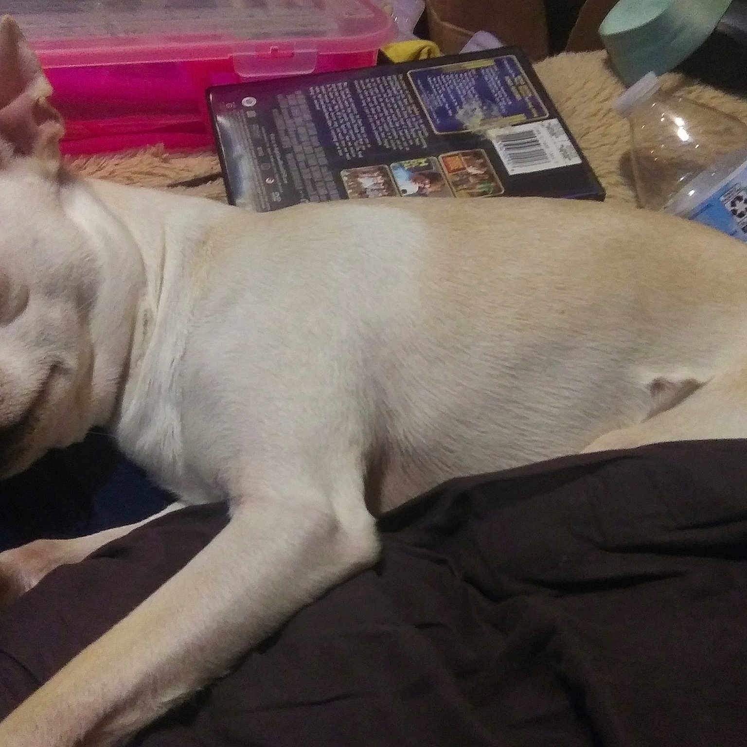Sadie is registered to the contest to win money with this photo: bottle, bulldog, canidae, carnivore, comfort, companion_dog, dog, dog_breed, ear, fawn, metal, plastic_bottle, snout, sporting_group, tail, terrestrial_animal, toy_dog, water_bottle, working_animal, wrinkle
