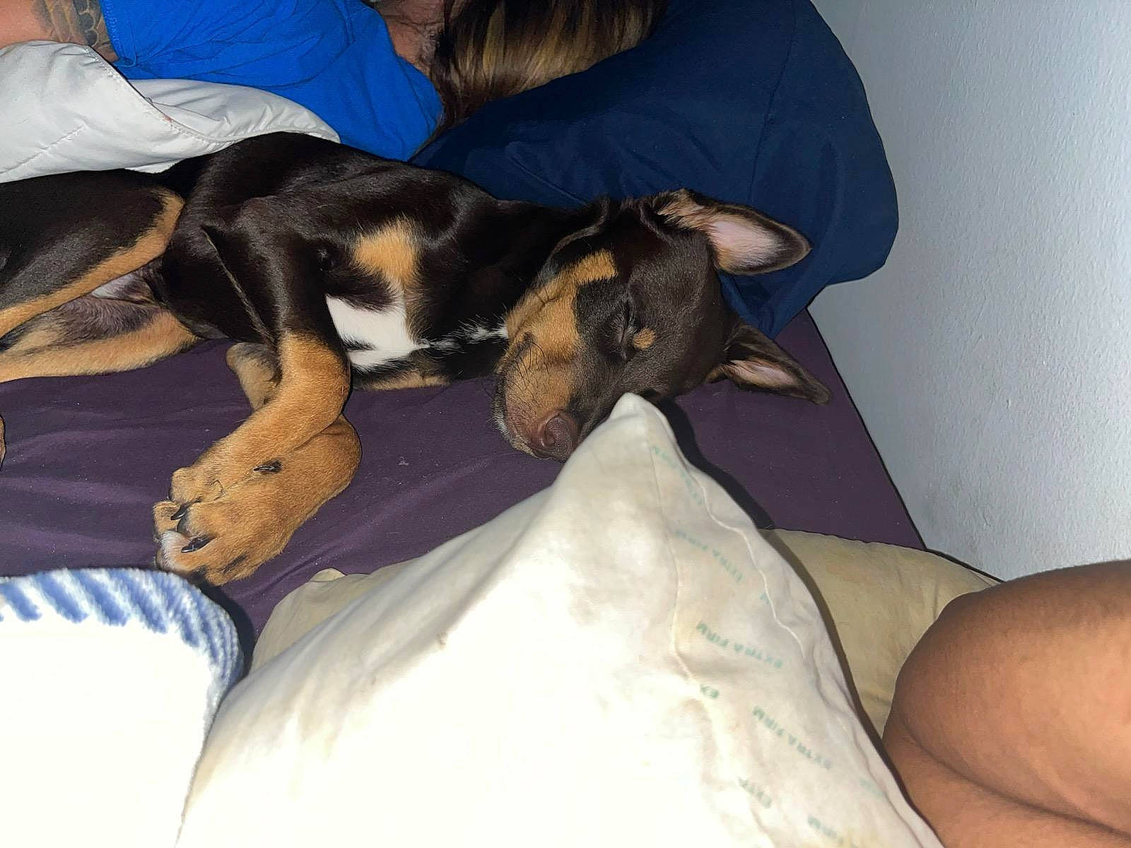 Charlie Muse is registered to the contest to win money with this photo: canidae, carnivore, comfort, companion_dog, dog, dog_breed, fawn, fur, guard_dog, human_leg, lap, linens, nap, paw, scent_hound, sitting, snout, terrier, thigh, toy_dog