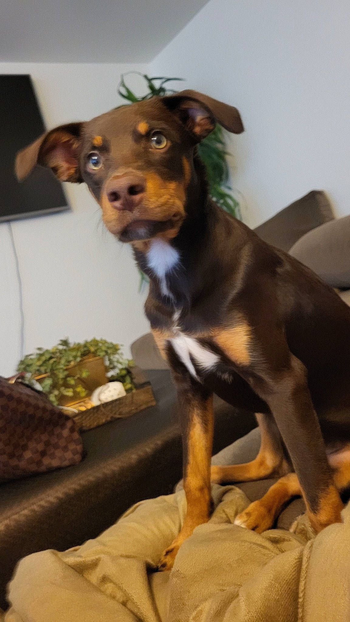 Charlie Muse is registered to the contest to win money with this photo: canidae, carnivore, collar, comfort, companion_dog, couch, dog, dog_breed, dog_supply, fawn, fur, guard_dog, liver, recipe, snout, sporting_group, toy_dog, whiskers, working_animal, working_dog