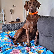 Luna participe au concours pour gagner de l'argent avec cette photo : dog, brown_dog, orange_collar, blanket, floral_pattern, couch, living_room, lamp, table, wall, indoor, pet, furniture, relaxed, seated, cozy, home, domestic_animal, canine, resting