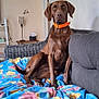 dog, brown_dog, orange_collar, blanket, floral_pattern, couch, living_room, lamp, table, wall, indoor, pet, furniture, relaxed, seated, cozy, home, domestic_animal, canine, resting