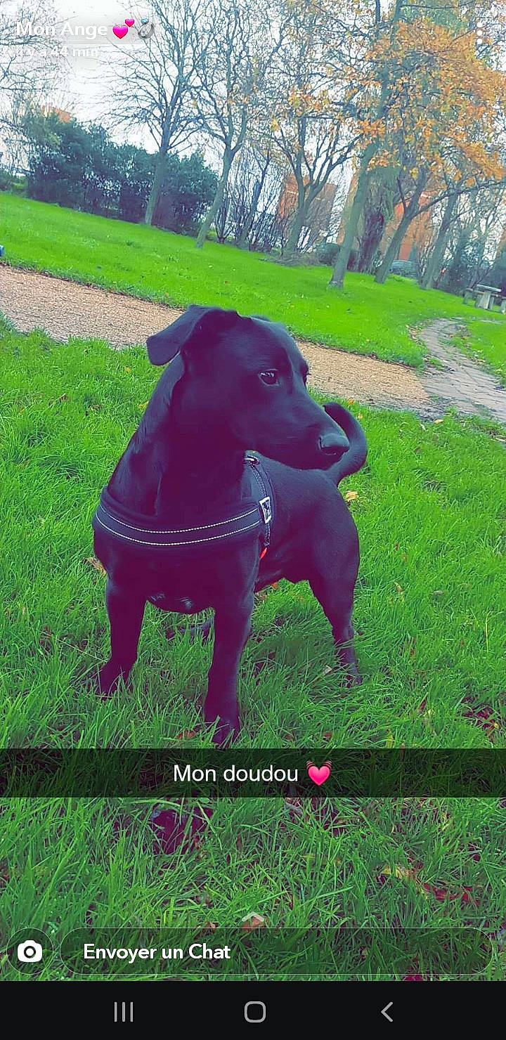 Coocky a rejoint le concours — aidez-le/la à gagner de superbes lots ! canidae, carnivore, companion_dog, dog, dog_breed, dog_collar, fawn, grass, grassland, groundcover, gun_dog, lawn, plant, sculpture, snout, sporting_group, tail, terrestrial_animal, tree, working_animal