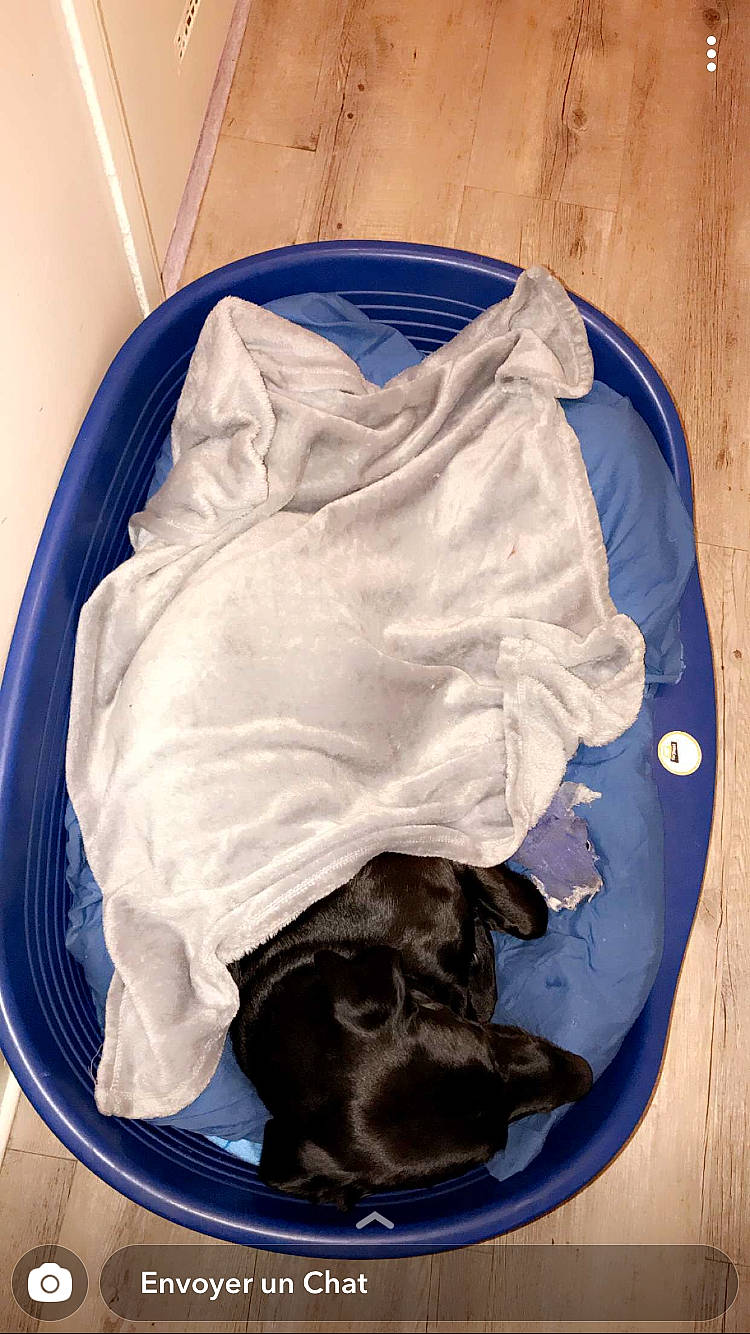 Coocky a rejoint le concours — aidez-le/la à gagner de superbes lots ! blue, carnivore, comfort, companion_dog, dog, dog_breed, electric_blue, linens, pet_supply, plastic, plastic_bag, sporting_group, working_animal