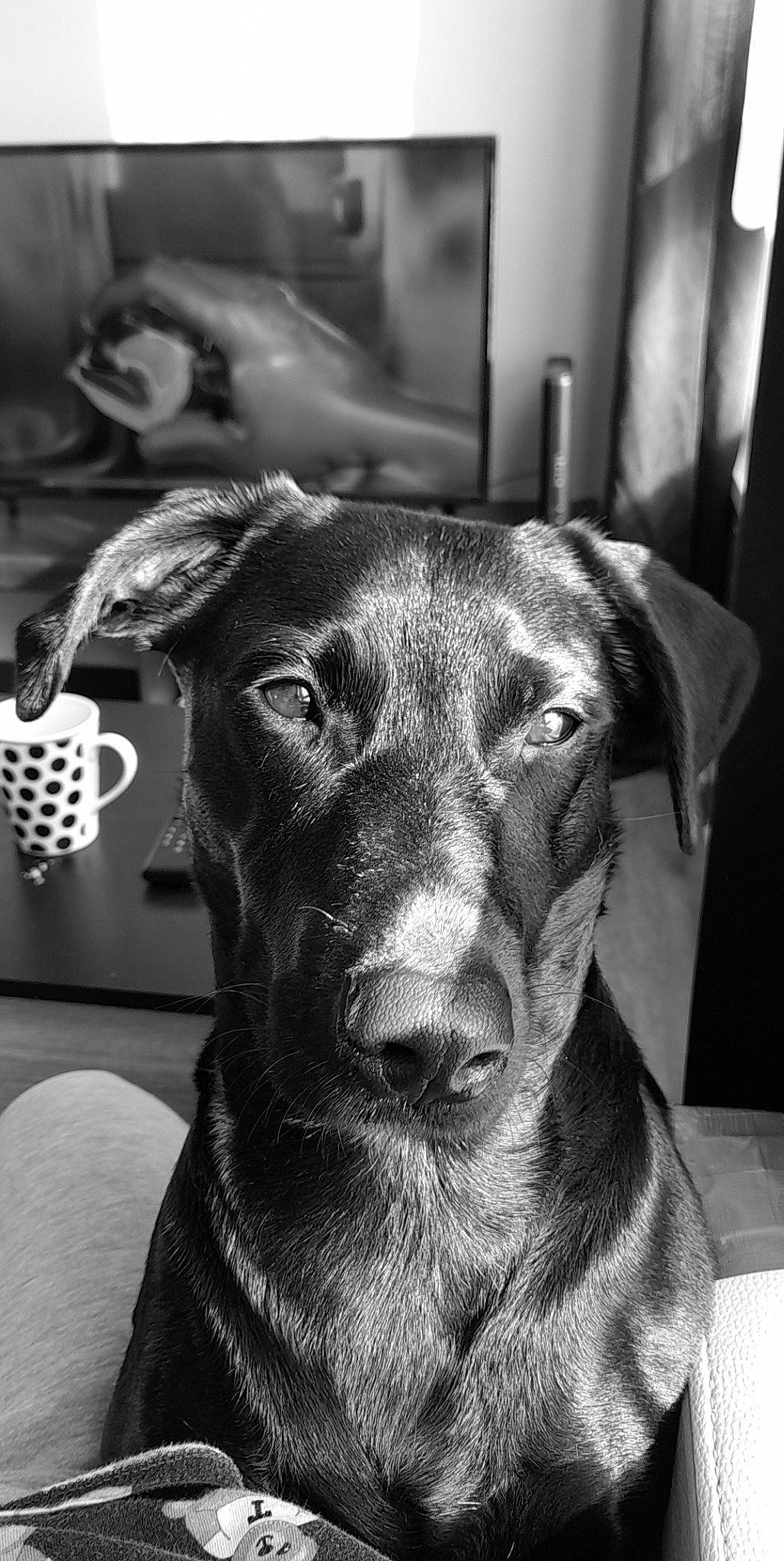 Coocky a rejoint le concours — aidez-le/la à gagner de superbes lots ! black, black_and_white, carnivore, collar, companion_dog, dog, dog_breed, dog_collar, ear, eye, grey, jaw, monochrome, monochrome_photography, snout, sporting_group, style, whiskers, white, working_animal