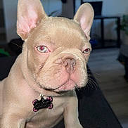 Gucci joined the competition — help win amazing prizes! dog, puppy, french_bulldog, close_up, pet, canine, ears, collar, indoor, animal, cute, face, fur, young, domestic_animal, mammal, snout, whiskers, sitting, nose