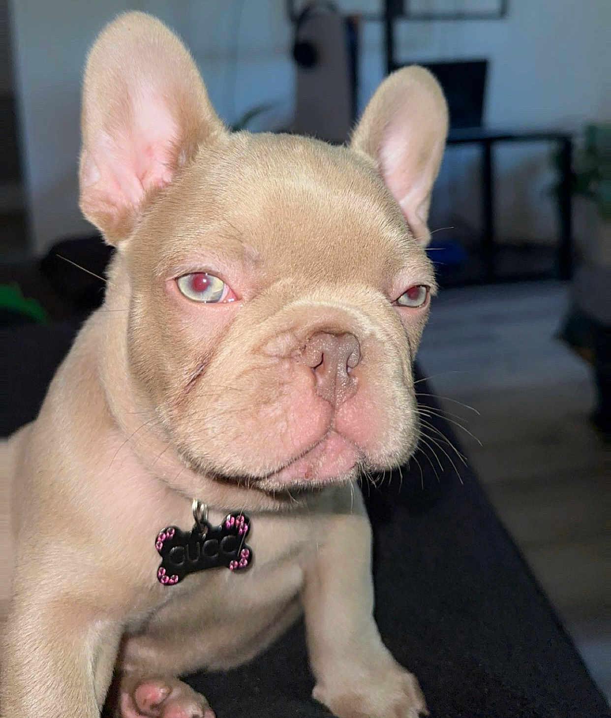 Gucci joined the competition — help win amazing prizes! dog, puppy, french_bulldog, close_up, pet, canine, ears, collar, indoor, animal, cute, face, fur, young, domestic_animal, mammal, snout, whiskers, sitting, nose