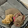 Gucci joined the competition — help win amazing prizes! dog, puppy, french_bulldog, sleeping, dog_bed, stuffed_toy, teddy_bear, pink_bow, cozy, fluffy, indoor, floor, cute, pet, animal, resting, adorable, small, brown, soft