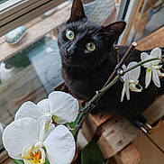 Timimi a rejoint le concours — aidez-le/la à gagner de superbes lots ! black_cat, cat, green_eyes, white_orchid, flower, window, indoor_plant, wooden_surface, curious, pet, nature, close_up, domestic_animal, plant_pot, leaf, natural_light, houseplant, floral, indoor, animal