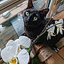 black_cat, cat, green_eyes, white_orchid, flower, window, indoor_plant, wooden_surface, curious, pet, nature, close_up, domestic_animal, plant_pot, leaf, natural_light, houseplant, floral, indoor, animal