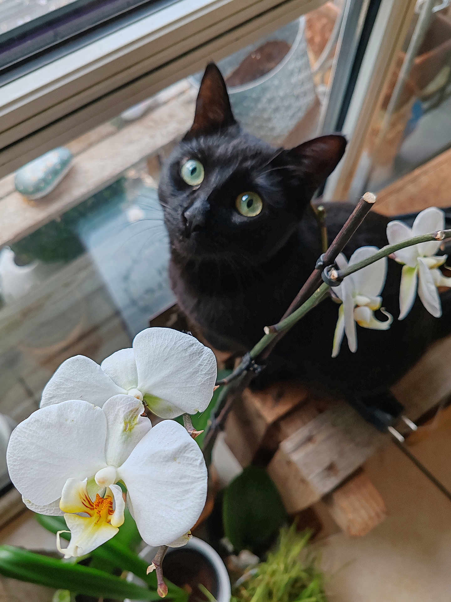 Timimi a rejoint le concours — aidez-le/la à gagner de superbes lots ! black_cat, cat, green_eyes, white_orchid, flower, window, indoor_plant, wooden_surface, curious, pet, nature, close_up, domestic_animal, plant_pot, leaf, natural_light, houseplant, floral, indoor, animal