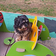 Filou participe au concours pour gagner de l'argent avec cette photo : dog, playground, toy_car, outdoor, grass, pet, animal, leash, colorful, play_equipment, black_dog, brown_dog, furry, cute, small_dog, park, daylight, building, tongue_out, happy