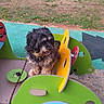 animal, black_dog, brown_dog, building, colorful, cute, daylight, dog, furry, grass, happy, leash, outdoor, park, pet, play_equipment, playground, small_dog, tongue_out, toy_car
