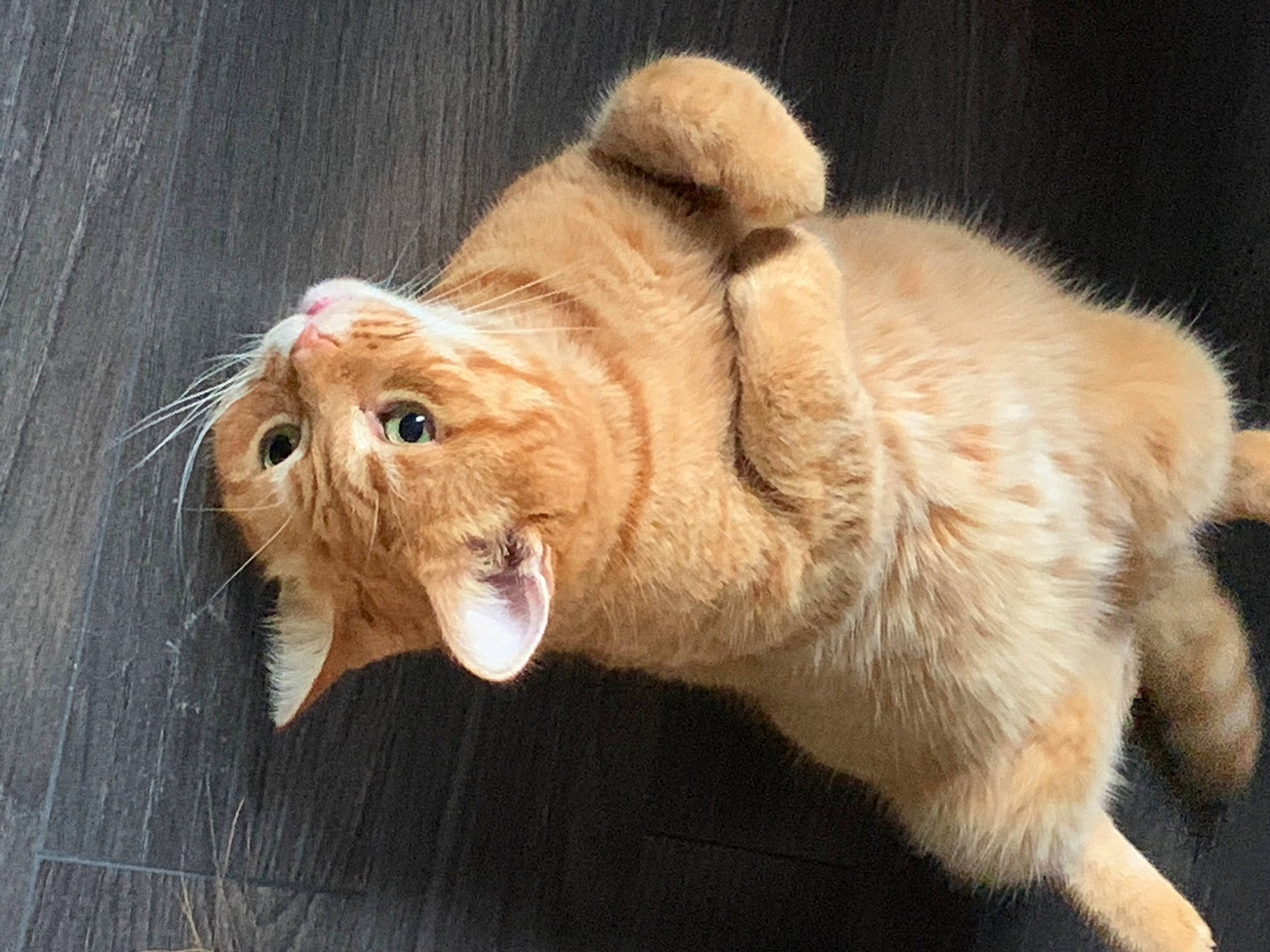 Ginge joined the competition — help win amazing prizes! canidae, carnivore, cat, claw, dog_breed, domestic_short_haired_cat, ear, eye, fawn, felidae, foot, fur, gesture, liver, paw, small_to_medium_sized_cats, snout, tail, terrestrial_animal, whiskers
