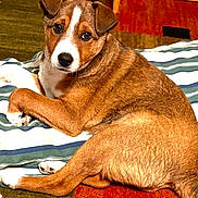 Buddy is registered to the contest to win money with this photo: animal, brown_fur, carpet, cozy, cute, dog, domestic_animal, ears, fur_texture, indoor, looking_at_camera, lying_down, nose, paws, pet, puppy, relaxed, striped_blanket, white_fur, young_dog