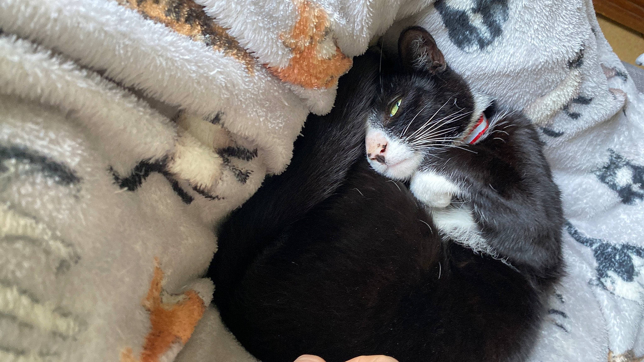 Dustpan joined the competition — help win amazing prizes! black_cat, carnivore, cat, claw, comfort, domestic_short_haired_cat, felidae, foot, freezing, fur, human_leg, paw, small_to_medium_sized_cats, snout, snow, tail, whiskers, window, winter, wool