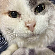 Mallow joined the competition — help win amazing prizes! cat, close_up, face, whiskers, pink_nose, eyes, fur, pet, animal, cute, domestic_cat, mammal, portrait, soft_texture, indoor, curious, feline, closeup, whiskers_visible, nose