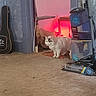 cat, doorway, carpet, vacuum_cleaner, guitar_case, indoor, pet, animal, furniture, red_light, stacked_objects, curious, white_cat, floor, household, home, room, door_frame, soft_light, standing