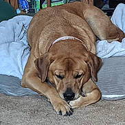 Kira is registered to the contest to win money with this photo: dog, sleeping, bed, blanket, pillow, brown_dog, indoor, carpet, resting, canine, pet, collar, furniture, shelf, household, relaxing, cozy, domestic, mammal, animal