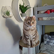 Zelda participe au concours pour gagner de l'argent avec cette photo : bedroom, blanket, bunk_bed, cat, cat_tree, cozy, domestic, fluffy_fur, indoor, pet, pillow, shadow, sitting, succulent, tabby_cat, toy_ball, wall_shelf, whiskers, wooden_furniture, yellow_eyes