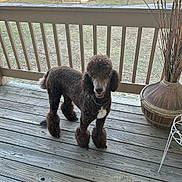 Dakota Reign is registered to the contest to win money with this photo: dog, poodle, brown, pet, animal, outdoor, porch, wooden_floor, railing, vase, decor, curious, standing, fur, canine, domestic_animal, daylight, nature, looking_at_camera, quiet