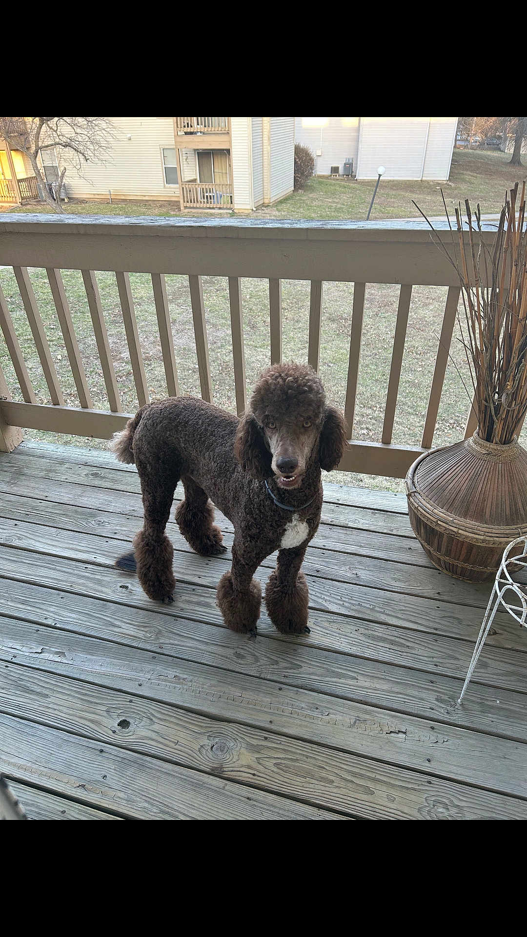 Dakota Reign is registered to the contest to win money with this photo: dog, poodle, brown, pet, animal, outdoor, porch, wooden_floor, railing, vase, decor, curious, standing, fur, canine, domestic_animal, daylight, nature, looking_at_camera, quiet