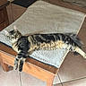 Bob a rejoint le concours — aidez-le/la à gagner de superbes lots ! cat, tabby_cat, longhaired_cat, fluffy, striped, pet, animal, lying_down, relaxed, sleepy, green_eyes, whiskers, paws, tail, cushion, wooden_bench, indoor, tiled_floor, furniture, portrait