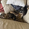 cat, tabby_cat, pet, feline, animal, fluffy, striped, lying_down, relaxed, sleeping, upside_down, green_eyes, whiskers, tail, leather_couch, cushions, blanket, indoors, home, portrait