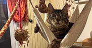 Bob participe au concours pour gagner de l'argent avec cette photo : cat, tabby_cat, pet, feline, animal, portrait, wide_eyed, sitting, hanging, cat_tower, hammock, scratching_post, cat_toys, playful, indoor, home, room, curtain, door, closeup