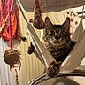 cat, tabby_cat, pet, feline, animal, portrait, wide_eyed, sitting, hanging, cat_tower, hammock, scratching_post, cat_toys, playful, indoor, home, room, curtain, door, closeup