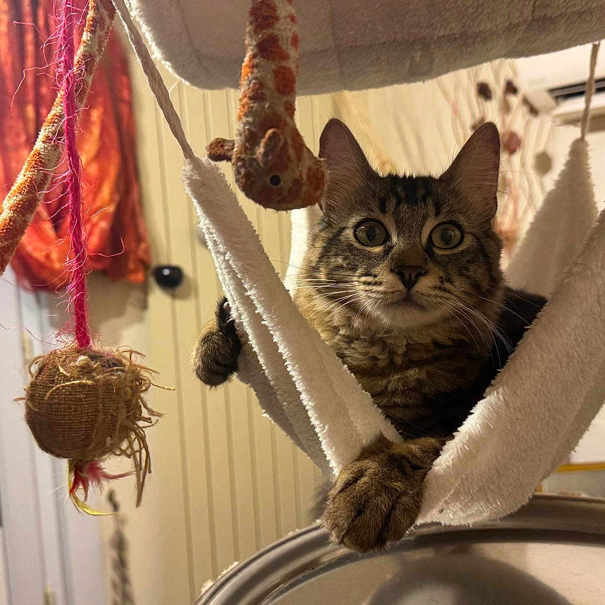 Bob participe au concours pour gagner de l'argent avec cette photo : cat, tabby_cat, pet, feline, animal, portrait, wide_eyed, sitting, hanging, cat_tower, hammock, scratching_post, cat_toys, playful, indoor, home, room, curtain, door, closeup