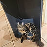 Bob a rejoint le concours — aidez-le/la à gagner de superbes lots ! cat, tabby_cat, fluffy, longhaired, feline, animal, pet, sitting, lounging, recycling_bin, plastic_bin, tail, whiskers, ears, striped_fur, indoor, tiled_floor, home, portrait, photography