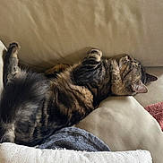 Bob a rejoint le concours — aidez-le/la à gagner de superbes lots ! cat, tabby_cat, sleeping, relaxed, upside_down, paws_up, animal, pet, fur, striped_fur, whiskers, ears, tail, leather_chair, armchair, cushion, blanket, indoor, nap, cozy