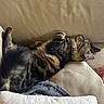 cat, tabby_cat, sleeping, relaxed, upside_down, paws_up, animal, pet, fur, striped_fur, whiskers, ears, tail, leather_chair, armchair, cushion, blanket, indoor, nap, cozy