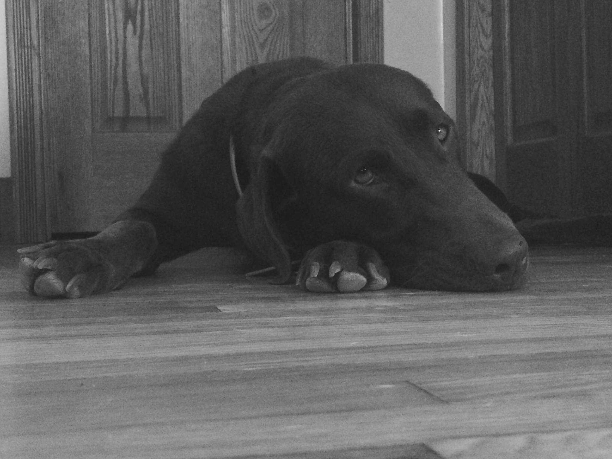Hunter