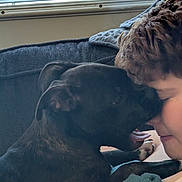 June is registered to the contest to win money with this photo: affection, blanket, blinds, bonding, child, closeup, comfort, couch, cozy, dog, face, friendly, fur, human, indoor, licking, love, pet, smiling, window