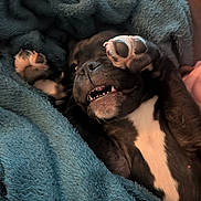 June is registered to the contest to win money with this photo: dog, puppy, blanket, paws, teeth, black_and_white, fur, cozy, indoor, close_up, canine, snout, cute, playful, bed, soft_texture, portrait, cuddly, sleepy, pet